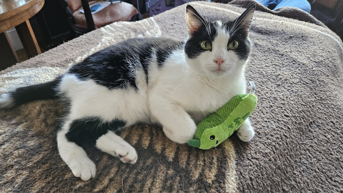 Black and white cat laying on his side holding a pickle shaped toy